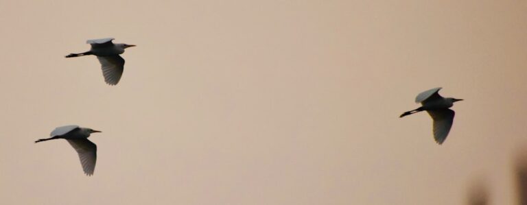 Allislamicdua Photo side hustle ideas